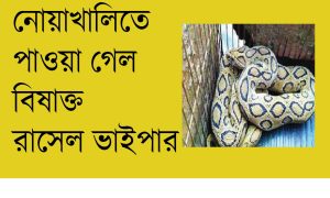 নোয়াখালিতে আতঙ্ক ছড়াচ্ছে কুখ্যাত রাসেল ভাইপার সাপ