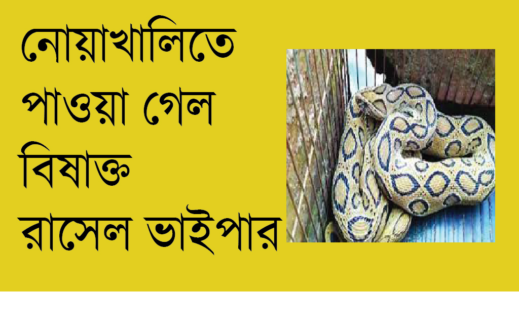 নোয়াখালিতে আতঙ্ক ছড়াচ্ছে কুখ্যাত রাসেল ভাইপার সাপ